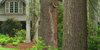 View through the Giant Hemlocks