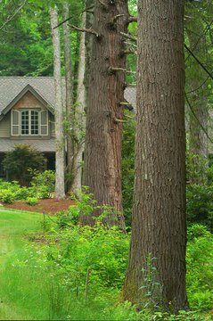View through the Giant Hemlocks